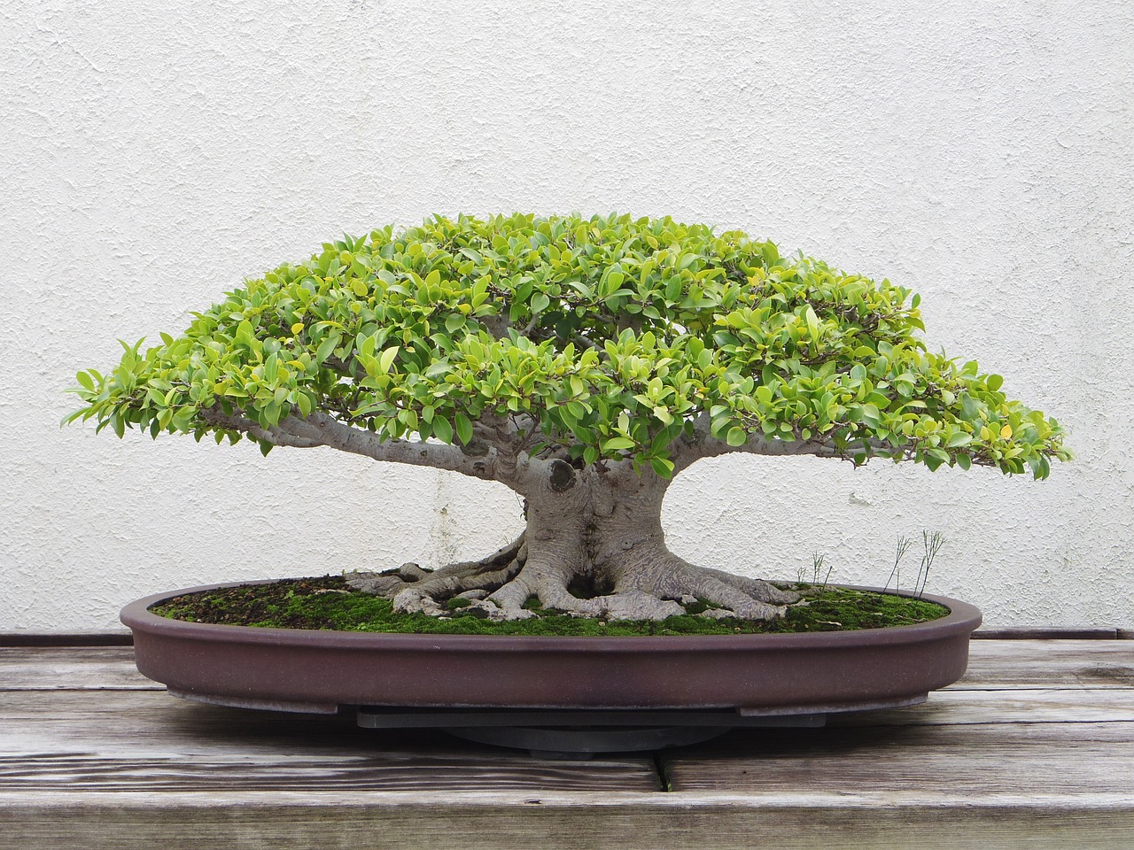 bonsai jaka doniczka