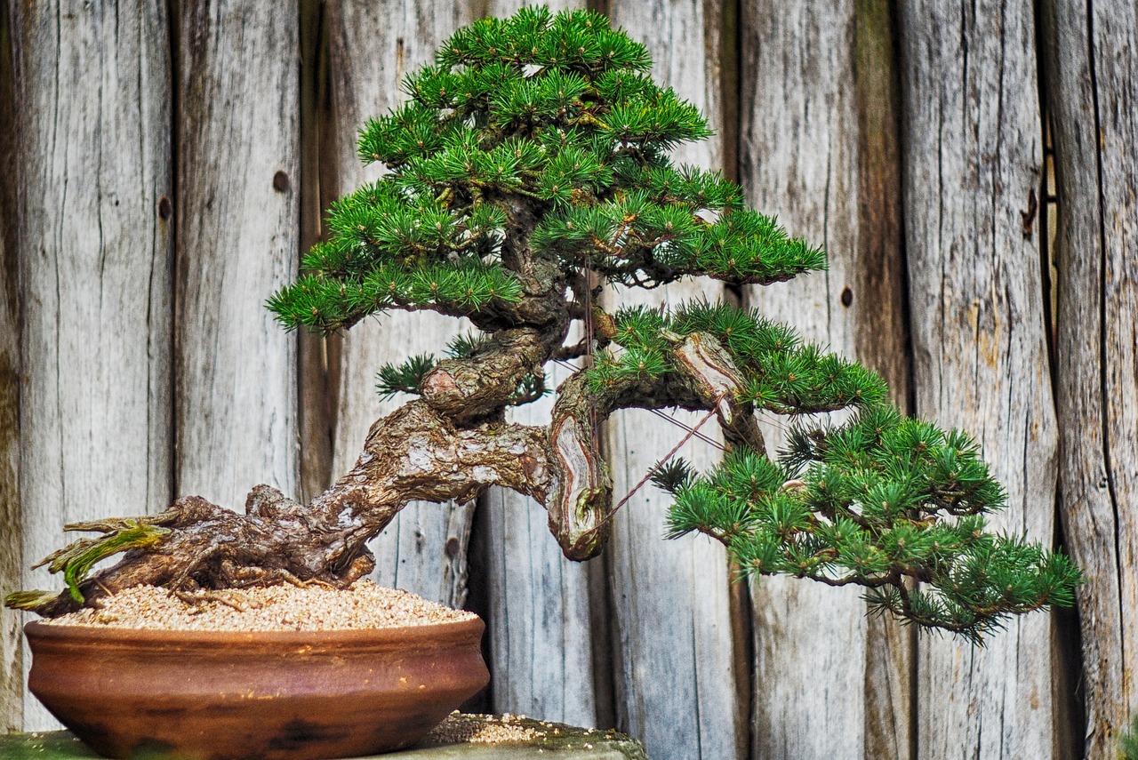 drzewka bonsai jak wyhodować