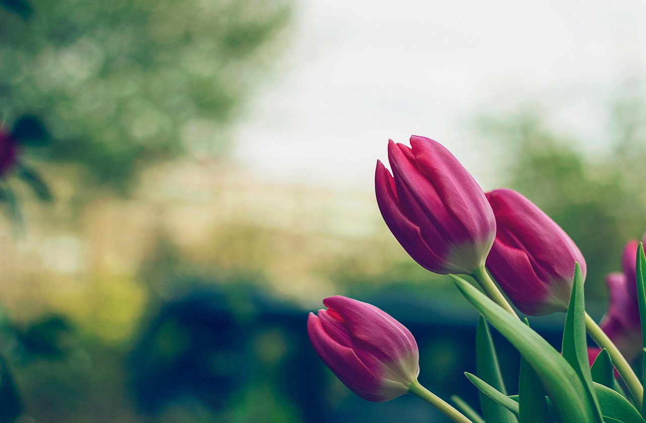 jak dbać o cięte tulipany