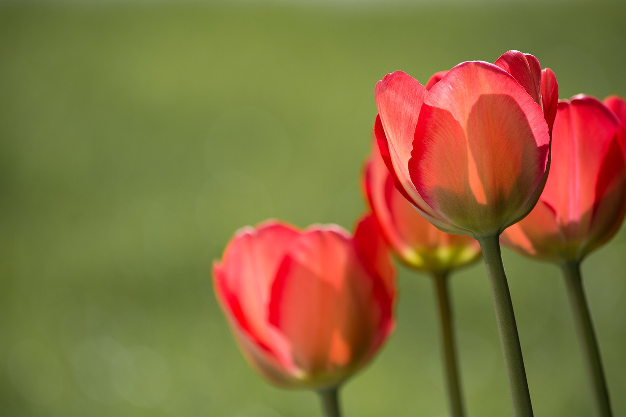 jak dbać o tulipany w wazonie