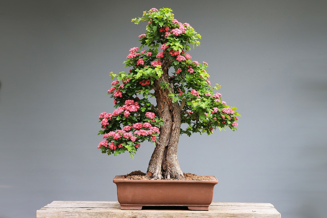 jak wyhodować bonsai