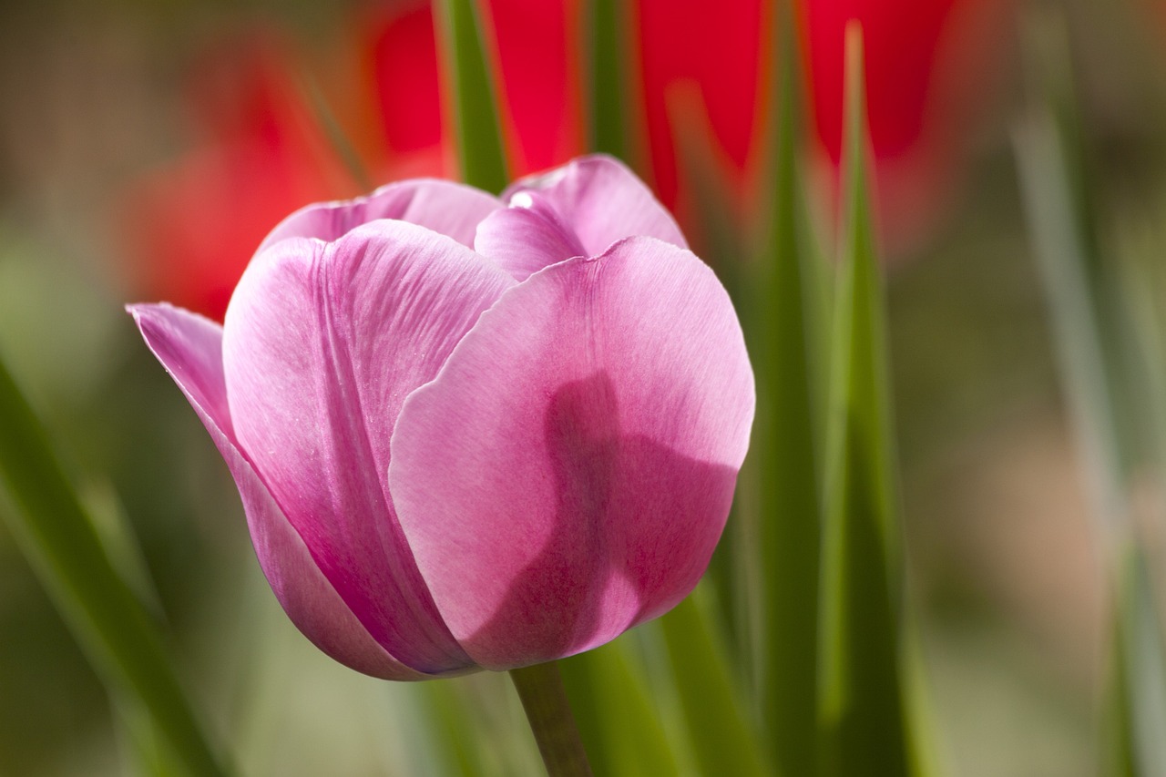 tulipany w wazonie jak dbać
